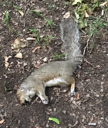 One of the squirrel found dead